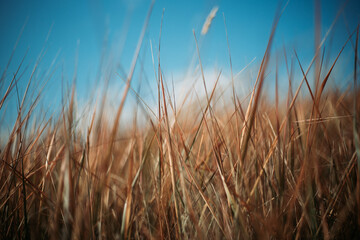 grass and sky
