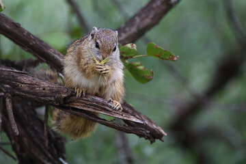 Ockerfußbuschhörnchen / Tree squirrel / Paraxerus cepapi
