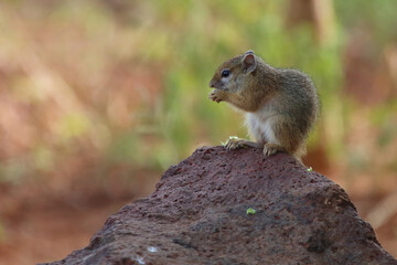 Ockerfußbuschhörnchen / Tree squirrel / Paraxerus cepapi