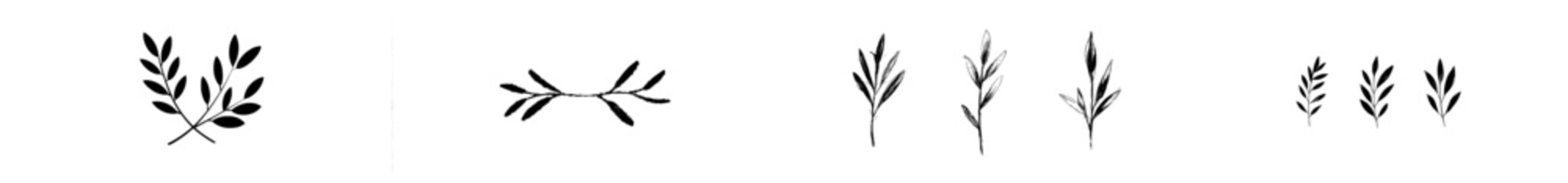 Abstract outline of leaves and branches isolated on a white background. Hand-drawn black brush-painted branches with rounded leaves. Collection of modern clip arts featuring eucalyptus, basil, or