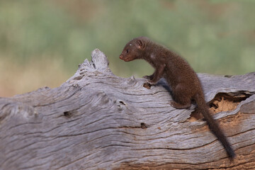 Südliche Zwergmanguste / Dwarf mongoose / Helogale parvula.