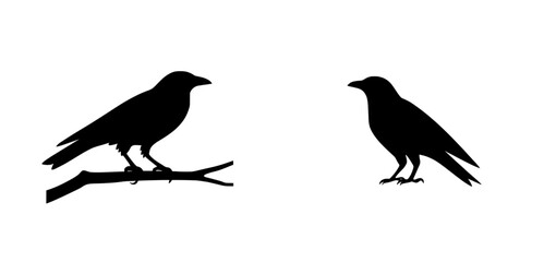 On a white background, the contemporary image of a black raven or crow stands as a symbol of Halloween and cemeteries, playing dual roles as a predator and scavenger