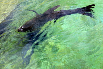 One seal swims in the water at the zoo.