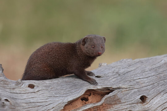 S&uuml;dliche Zwergmanguste / Dwarf mongoose / Helogale parvula
