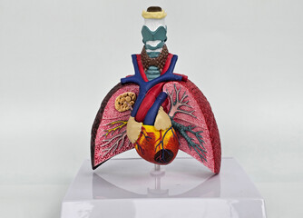 A vibrant anatomical model displays the lungs and heart, highlighting important structures for...