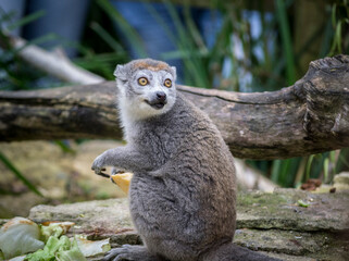 Portrait of a female Crowned Lemur in Bristol zoo staring at something that has startled her