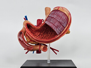 Detailed anatomical model of human digestive system highlighting stomach, intestines, and blood...