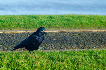 Rook standing on the grass with sea in the background