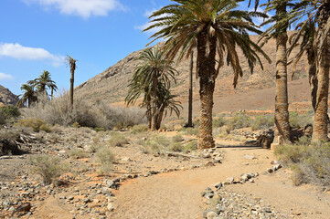 Hiking trail through volcanic area in Fuerteventura. Typical vegetation such as palm trees grows on cooled lava. The path leads to an old pilgrimage site, the chapel of the Ermita de la Pena.