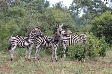 Steppenzebra / Burchell's zebra / Equus quagga burchellii.