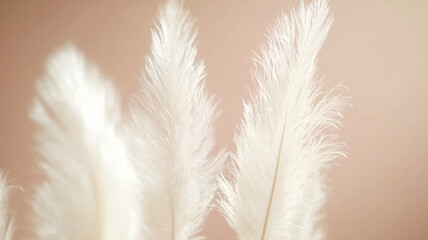 Obraz premium Soft white pampas grass against pastel background, creating serene and elegant atmosphere. Perfect for home decor or floral arrangements