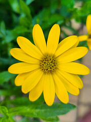 blooming african daisies close up