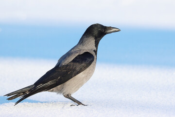 Corvus cornix