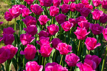 Beautiful tulips in the park. Spring concept.