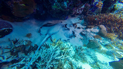 The stingray hides on the seabed. The stingray hides on the sandy bottom among the coral reef underwater. © Houston