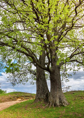 Fototapeta premium Two trees are standing next to each other in a field