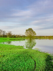 Tree is reflected in the water of a pond