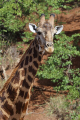 Giraffe / Giraffe / Giraffa camelopardalis