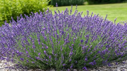 Obraz premium Lavender field in full bloom with rows of fragrant purple flowers stretching into the distance.