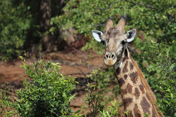 Giraffe / Giraffe / Giraffa camelopardalis