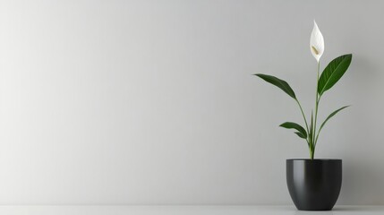Minimalist home decor with a single peace lily in a sleek black ceramic pot.