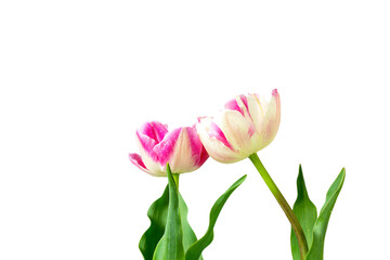 two pink and white tulips in drops of dew pressed against each other. symbol of love, support and romance. Isolated on white background. Isolated on transparent. png format available
