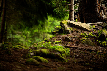 dark spruce forest with stones and snags. mystical gloomy atmosphere