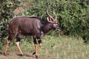 Nyala / Nyala / Tragelaphus angasii.