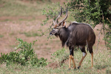 Fototapeta premium Nyala / Nyala / Tragelaphus angasii.