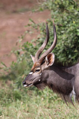 Fototapeta premium Nyala / Nyala / Tragelaphus angasii.