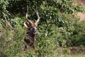 Nyala / Nyala / Tragelaphus angasii.
