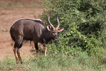 Nyala / Nyala / Tragelaphus angasii.