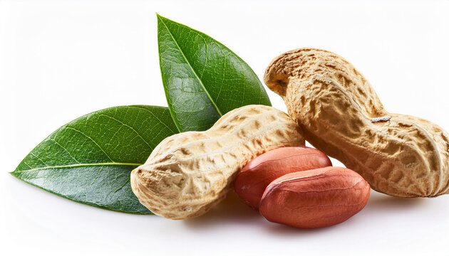 3 dried peanut with inexperienced leaf