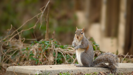 Eastern grey squirrel sits up to look at viewer