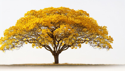 golden tree yellow plants tree tabebuia remoted on white heritage