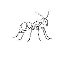 Fototapeta premium A black and white line art illustration of an ant, distinctly split into bold, divided sections. The style is simple, bold, and easily colorable with a clear white background, Vector.