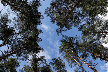Upside wide angle view in the middle of forest trees.
