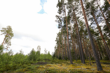 Natural Landscape view with beautiful pine tree forest.