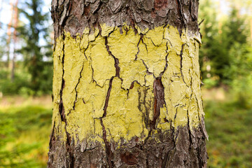Close-up view of forest tree with green marking for planned cutting.