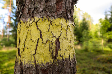 Close-up view of forest tree with green marking for planned cutting.