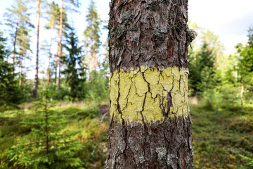 Close-up view of forest tree with green marking for planned cutting.