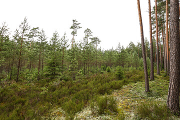 Evergreen andscape forest view with small new pine-trees.