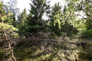 Landscape view of old, fallen tree in forest.
