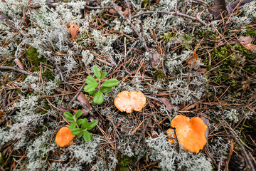 Forest close-up ground moss view with chanterelles.