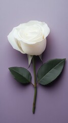 Fototapeta premium Petal Flower White Garden roses Rose family Flowering plant Hybrid tea rose Rose Floribunda Plant stem