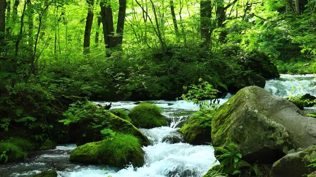 青森県　奥入瀬渓流　8月	風景