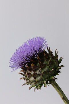 Artichoke in full bloom with purple flower.