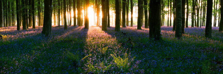 Magical bluebell woodland with long shadows at sunrise in Dorset forest, UK.