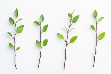 Obraz premium A cluster of fresh green leaves sit on a white background, ideal for use in designs related to nature and the outdoors