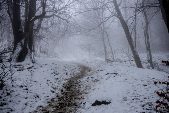 Winter forest snow landscape. Trees and forest path covered with snow. Wild forest mushrooms and yellow tree leaves